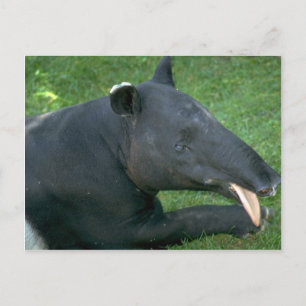 Tapir Vykort