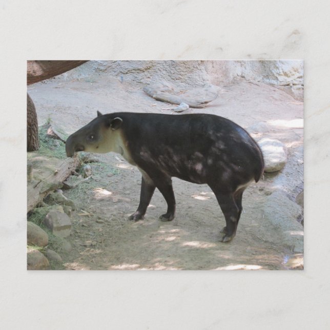Tapir-vykort Vykort (Framsida)