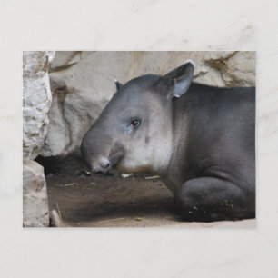 Tapir-vykort Vykort