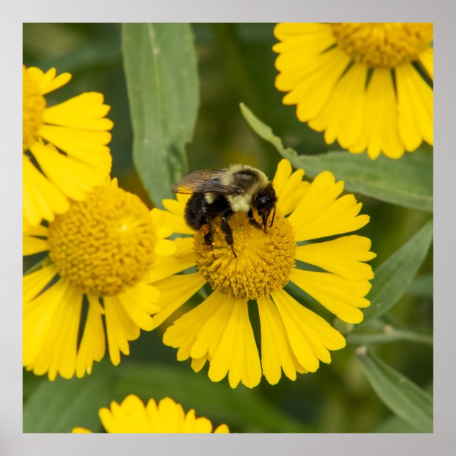 Tapping In Poster (Framsidan)