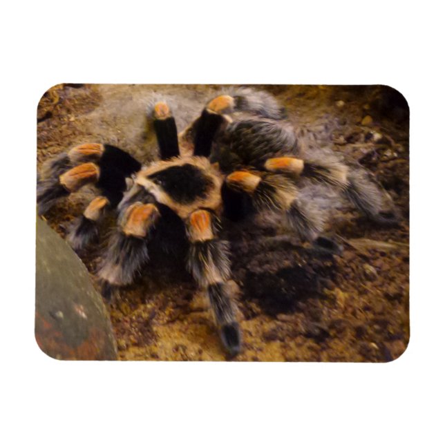 Tarantula 3" x4" Magnet (Horisontell)