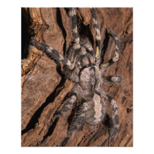 Tarantula Bark Fototryck