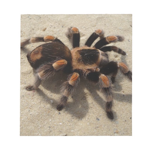 Tarantula brachypelma röd knäförgiftning anteckningsblock (Framsida)