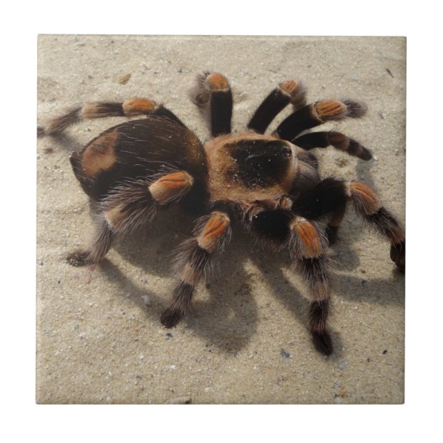 Tarantula brachypelma röd knäförgiftning kakelplatta (Framsidan)