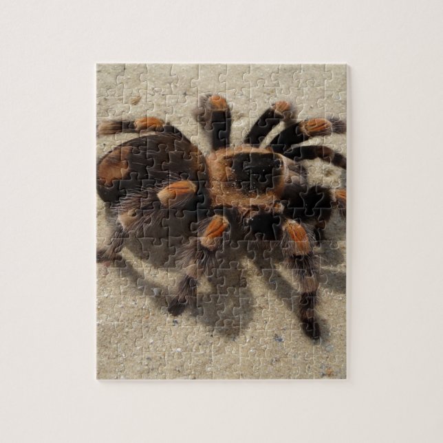 Tarantula brachypelma röd knäförgiftning pussel (Vertikal)