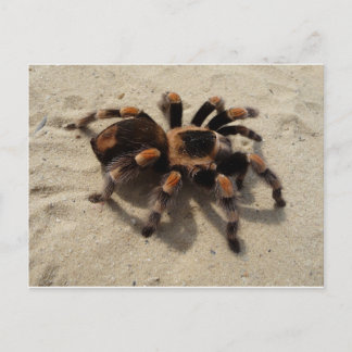 Tarantula brachypelma röd knäförgiftning vykort