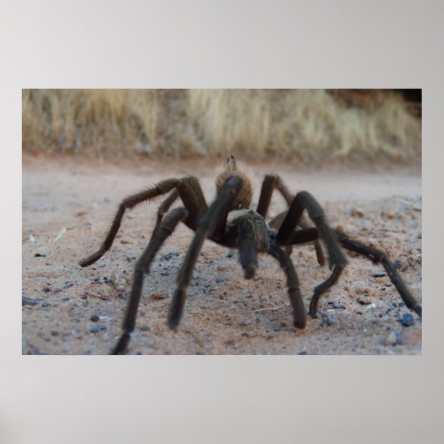 Tarantula Close Up Poster (Framsidan)