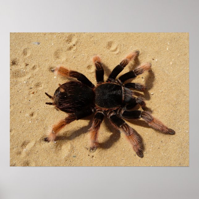 Tarantula Foto Poster (Framsidan)