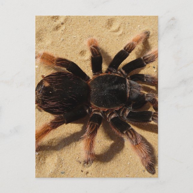 Tarantula Foto Vykort (Framsida)