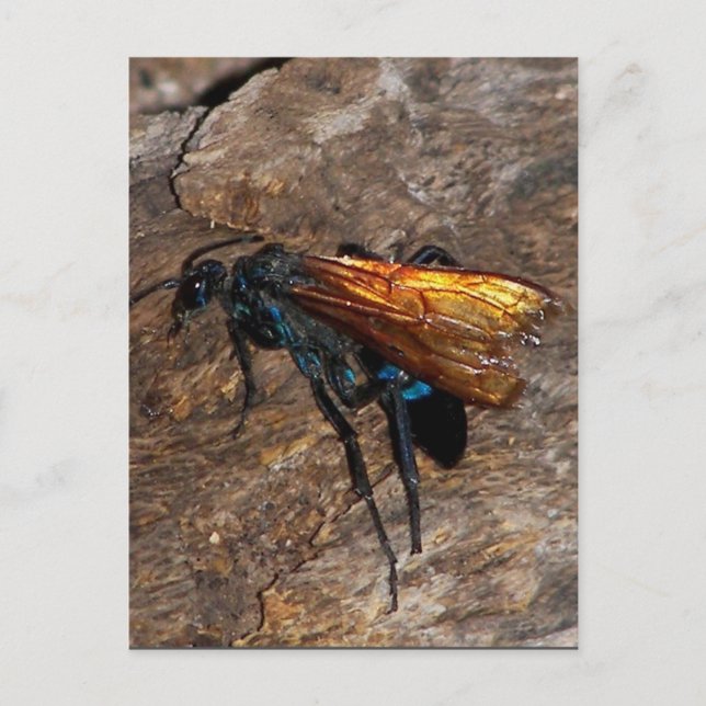 Tarantula Hawk Vykort (Framsida)