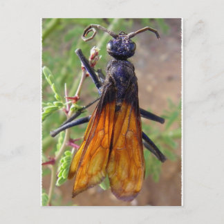 Tarantula Hawk Vykort