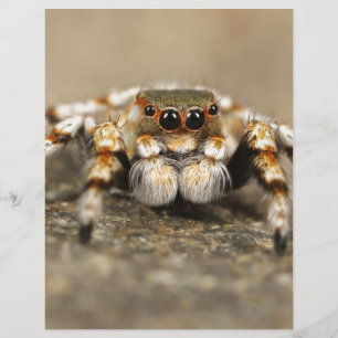 Tarantula Hoppande Fågelspindel fantastiska tillbe