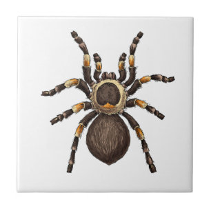 Tarantula Kakelplatta