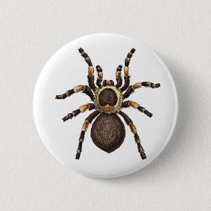 Tarantula Knapp