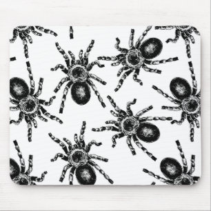 Tarantula Musmatta