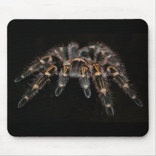 tarantula mussla musmatta