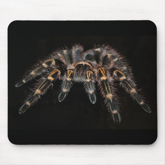 tarantula mussla musmatta (Framsidan)