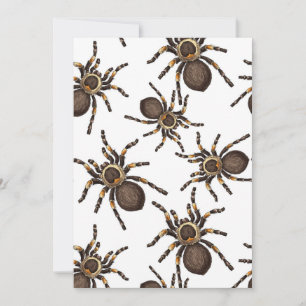 Tarantula på vitt