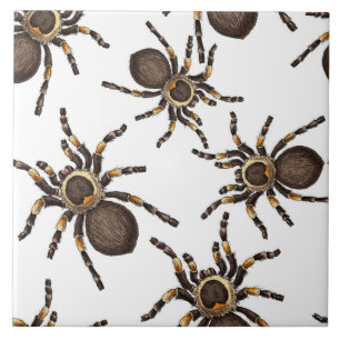 Tarantula på vitt kakelplatta