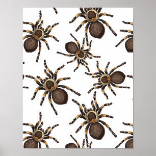 Tarantula på vitt poster