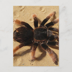 Tarantula Photo Vykort
