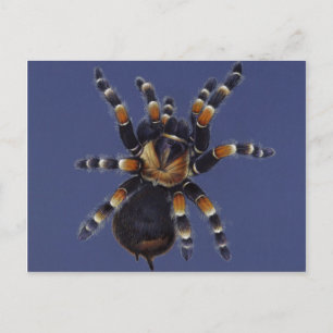 Tarantula Porträtt Vykort
