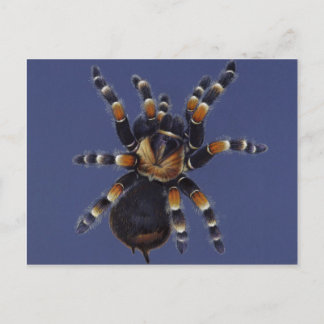 Tarantula Porträtt Vykort