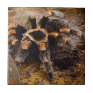 Tarantula Small (4,25 x 4,25 tum) keramiskt foto T Kakelplatta