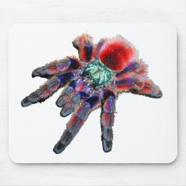 Tarantula spider, arachnid, big blue/red spider musmatta (Framsidan)