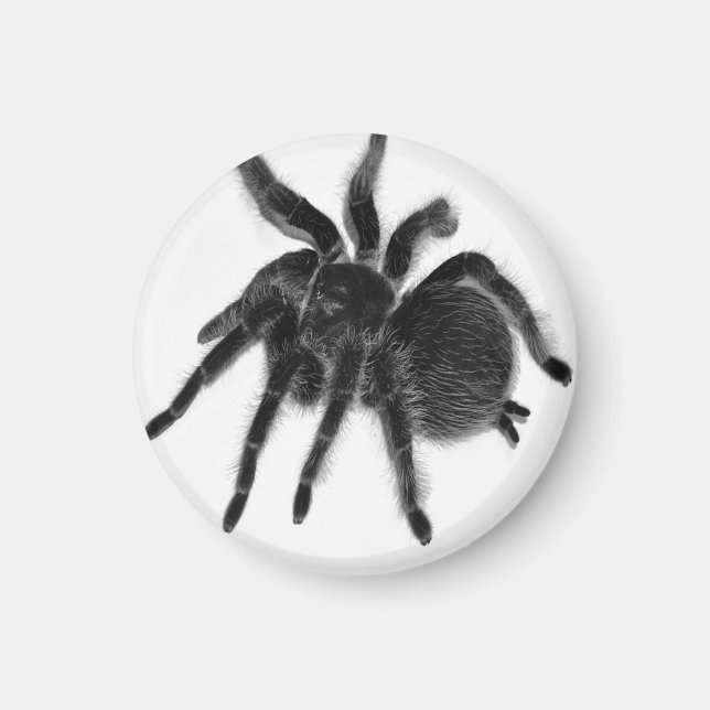 Tarantula Spider Black White Magnet (Framsidan)