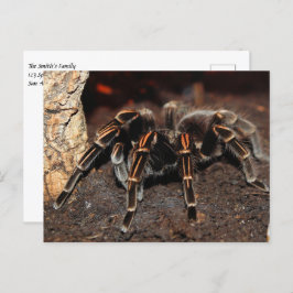 Tarantula Spider Vykort