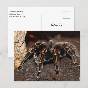 Tarantula Spider Vykort