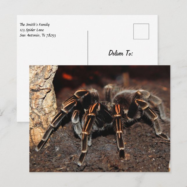 Tarantula Spider Vykort (Fram/baksida)