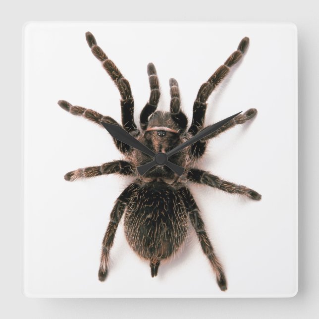 Tarantula Spider Wall Clock Fyrkantig Klocka (Framsida)