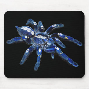 Tarantula spindlar, araknid, blå spindlar/svart musmatta