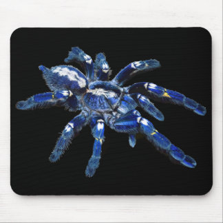 Tarantula spindlar, araknid, blå spindlar/svart musmatta