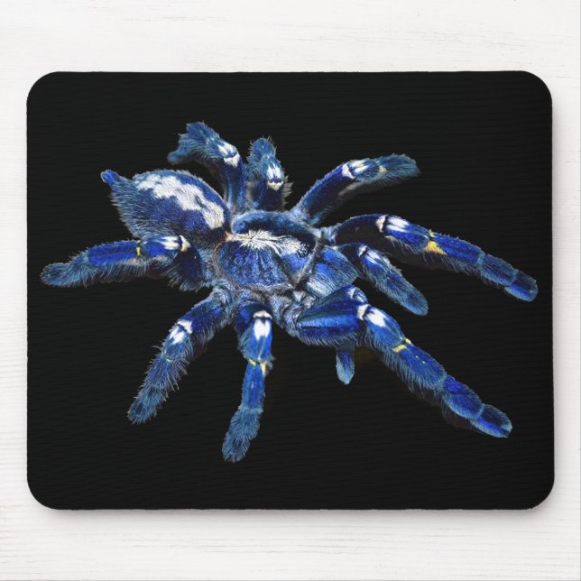 Tarantula spindlar, araknid, blå spindlar/svart musmatta (Framsidan)