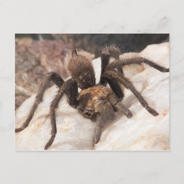 Tarantula Vykort (Framsida)