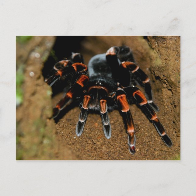 Tarantula Vykort (Framsida)