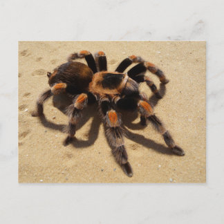 Tarantula Vykort