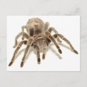 Tarantula Vykort