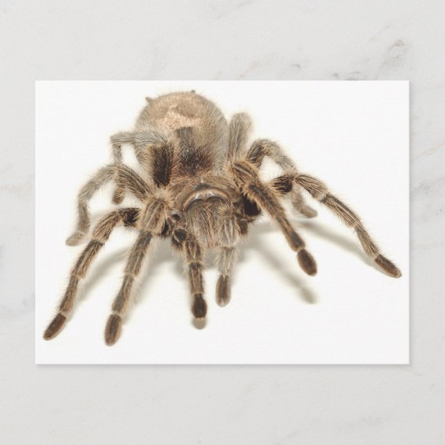 Tarantula Vykort (Framsida)