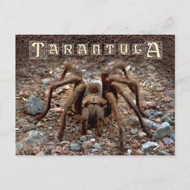Tarantula Vykort (Framsida)