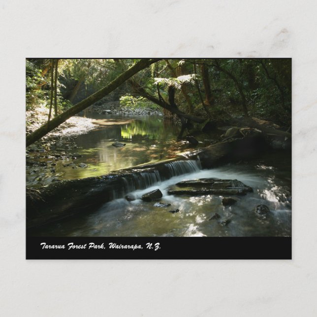 Tararua Forest Park, Wairarapa, N.Z. Vykort (Framsida)