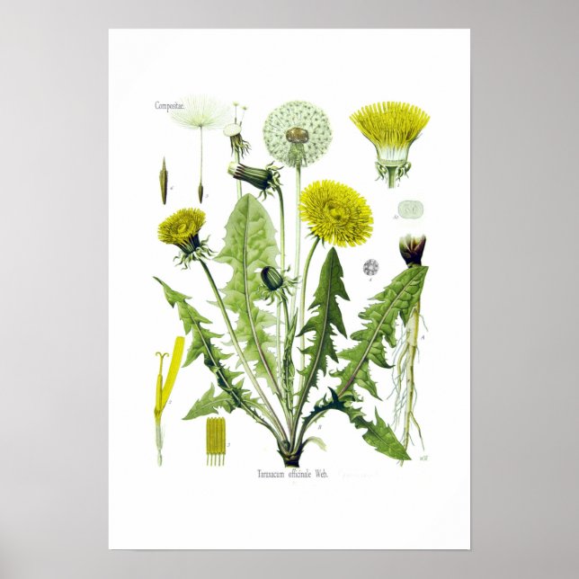 Taraxacum officinale (Dandelion) Poster (Framsidan)
