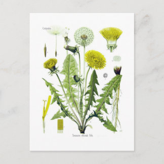 Taraxacum officinale (Dandelion) Vykort