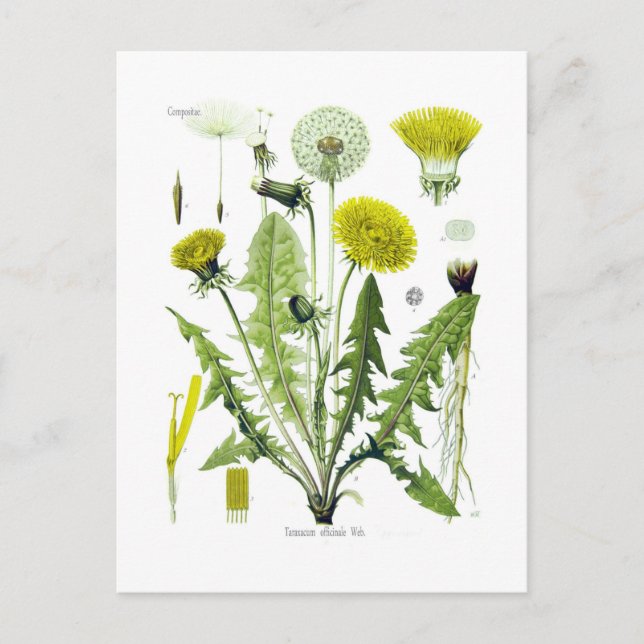 Taraxacum officinale (Dandelion) Vykort (Framsida)
