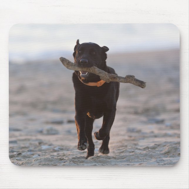 tarifa, kadiz, spain musmatta (Framsidan)