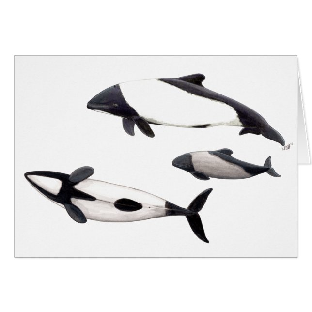 Tarjeta Delfin de Commerson o tonina ovejera Hälsningskort (Framsidan Horizontal)