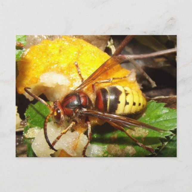 Tarjeta postal De Avispas Vykort (Framsida)
